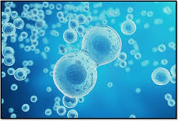 Exosome Renewal Mist Exosome Renewal Mist